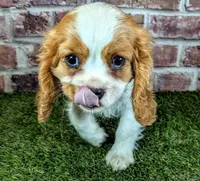 Jake, a male Cavalier King Charles Spaniel for sale in Clark, MO – 6 of 10