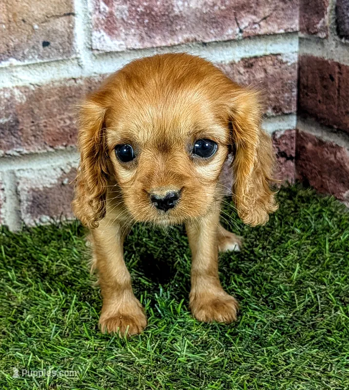 Cherry  – Cavalier King Charles Spaniel puppy for sale in Clark, MO