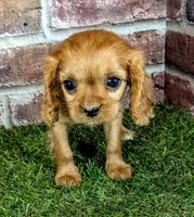 Cherry , a female Cavalier King Charles Spaniel for sale in Clark, MO – 1 of 10