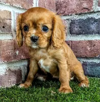 Rosie , a female Cavalier King Charles Spaniel for sale in Clark, MO – 4 of 9