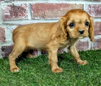 Cherry , a female Cavalier King Charles Spaniel for sale in Clark, MO – 10 of 10
