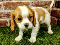 Max AKC , a male Cavalier King Charles Spaniel for sale in Clark, MO – 8 of 10