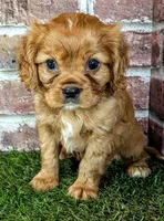 Rusty AKC registration , a male Cavalier King Charles Spaniel for sale in Clark, MO – 5 of 10