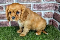 Leah, a female Cavalier King Charles Spaniel for sale in Clark, MO – 9 of 10