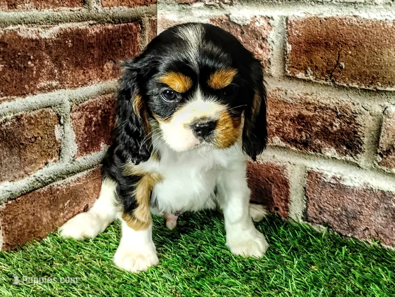 Tucker AKC  – Cavalier King Charles Spaniel puppy for sale in Clark, MO