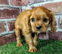 Rose, a female Cavalier King Charles Spaniel for sale in Clark, MO – 9 of 10