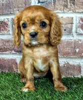Rosie , a female Cavalier King Charles Spaniel for sale in Clark, MO – 3 of 9