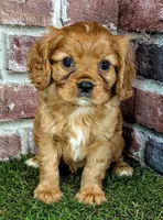 Rusty AKC registration , a male Cavalier King Charles Spaniel for sale in Clark, MO – 6 of 10