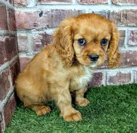 Leah, a female Cavalier King Charles Spaniel for sale in Clark, MO – 2 of 10
