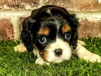 Hank AKC registration , a male Cavalier King Charles Spaniel for sale in Clark, MO – 5 of 8