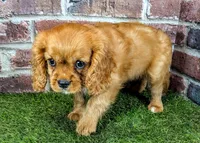 Leah, a female Cavalier King Charles Spaniel for sale in Clark, MO – 3 of 10