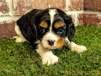 Toby, a male Cavalier King Charles Spaniel for sale in Clark, MO – 3 of 10