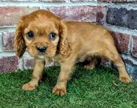 Rose, a female Cavalier King Charles Spaniel for sale in Clark, MO – 8 of 10