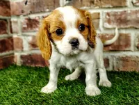 Max AKC , a male Cavalier King Charles Spaniel for sale in Clark, MO – 3 of 10