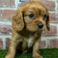 Charlie AKC registration, a male Cavalier King Charles Spaniel for sale in Clark, MO – Photo 9 of 10