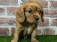 Charlie AKC registration, a male Cavalier King Charles Spaniel for sale in Clark, MO – Photo 9 of 10