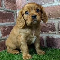 Charlie AKC registration, a male Cavalier King Charles Spaniel for sale in Clark, MO – Photo 4 of 10