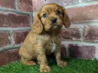 Charlie AKC registration, a male Cavalier King Charles Spaniel for sale in Clark, MO – Photo 4 of 10