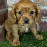 Charlie AKC registration, a male Cavalier King Charles Spaniel for sale in Clark, MO – Photo 7 of 10