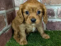 Charlie AKC registration, a male Cavalier King Charles Spaniel for sale in Clark, MO – Photo 7 of 10