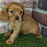 Charlie AKC registration, a male Cavalier King Charles Spaniel for sale in Clark, MO – Photo 8 of 10