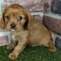 Charlie AKC registration, a male Cavalier King Charles Spaniel for sale in Clark, MO – Photo 10 of 10
