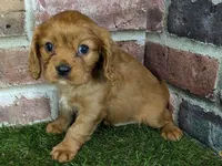 Charlie AKC registration, a male Cavalier King Charles Spaniel for sale in Clark, MO – Photo 10 of 10