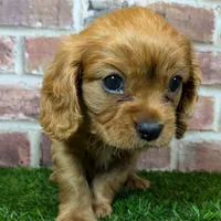 Charlie AKC registration, a male Cavalier King Charles Spaniel for sale in Clark, MO – Photo 6 of 10