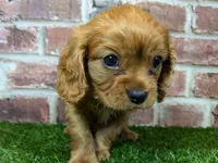 Charlie AKC registration, a male Cavalier King Charles Spaniel for sale in Clark, MO – Photo 6 of 10