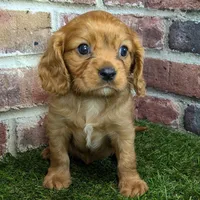 Charlie AKC registration, a male Cavalier King Charles Spaniel for sale in Clark, MO – Photo 1 of 10