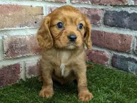 Charlie AKC registration, a male Cavalier King Charles Spaniel for sale in Clark, MO – Photo 1 of 10