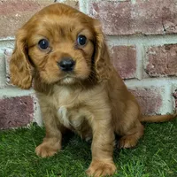 Charlie AKC registration, a male Cavalier King Charles Spaniel for sale in Clark, MO – Photo 3 of 10