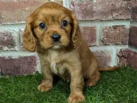 Charlie AKC registration, a male Cavalier King Charles Spaniel for sale in Clark, MO – Photo 3 of 10