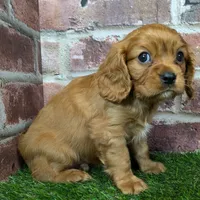 Charlie AKC registration, a male Cavalier King Charles Spaniel for sale in Clark, MO – Photo 5 of 10