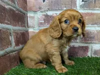 Charlie AKC registration, a male Cavalier King Charles Spaniel for sale in Clark, MO – Photo 5 of 10