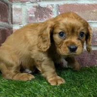 Charlie AKC registration, a male Cavalier King Charles Spaniel for sale in Clark, MO – Photo 2 of 10