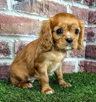 Rosie , a female Cavalier King Charles Spaniel for sale in Clark, MO – 8 of 9