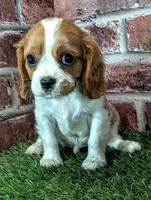 Rocky , a male Cavalier King Charles Spaniel for sale in Clark, MO – 9 of 10
