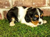 Molly, a female Cavalier King Charles Spaniel for sale in Clark, MO – 8 of 10