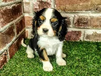 Willie AKC , a male Cavalier King Charles Spaniel for sale in Clark, MO – 8 of 10