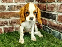 Johnny AKC , a male Cavalier King Charles Spaniel for sale in Clark, MO – 2 of 10