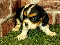 Molly, a female Cavalier King Charles Spaniel for sale in Clark, MO – 6 of 10