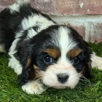 King AKC registration, a male Cavalier King Charles Spaniel for sale in Clark, MO – Photo 7 of 8