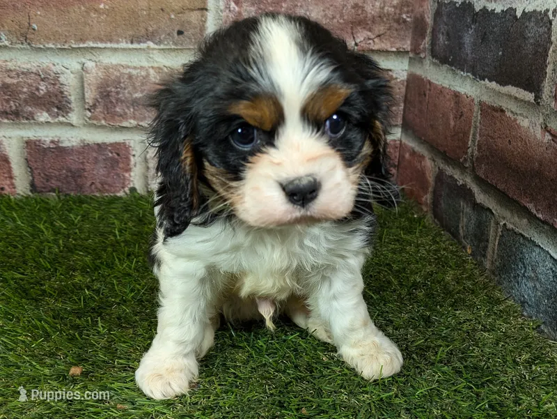 King AKC registration