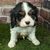 King AKC registration, a male Cavalier King Charles Spaniel for sale in Clark, MO – Photo 1 of 8