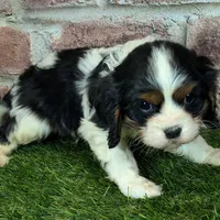 King AKC registration, a male Cavalier King Charles Spaniel for sale in Clark, MO – Photo 2 of 8