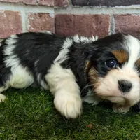 King AKC registration, a male Cavalier King Charles Spaniel for sale in Clark, MO – Photo 5 of 8