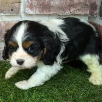 King AKC registration, a male Cavalier King Charles Spaniel for sale in Clark, MO – Photo 4 of 8