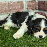 King AKC registration, a male Cavalier King Charles Spaniel for sale in Clark, MO – Photo 3 of 8