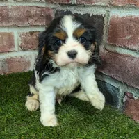 King AKC registration, a male Cavalier King Charles Spaniel for sale in Clark, MO – Photo 6 of 8